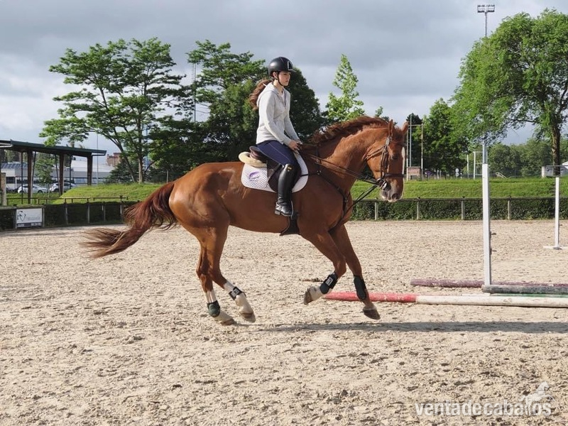 Caballo holsteiner de salto 12 años. - Caballos Capados