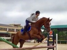 Caballo holsteiner de salto 12 años.