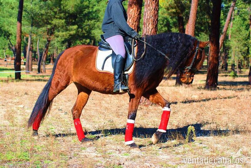 SUPER NICE & CUTE PRE MARE  - IMPRESSIVE BLOODLINESYAD JARANA is a 8yo superhandsome PRE (Andalusian) registered (ANCCE) bay mare with huge mane and tail...she is a very nice family horse, have an amazing parent tree (sired by a TOP QUALITY Pedro Maza sta in 