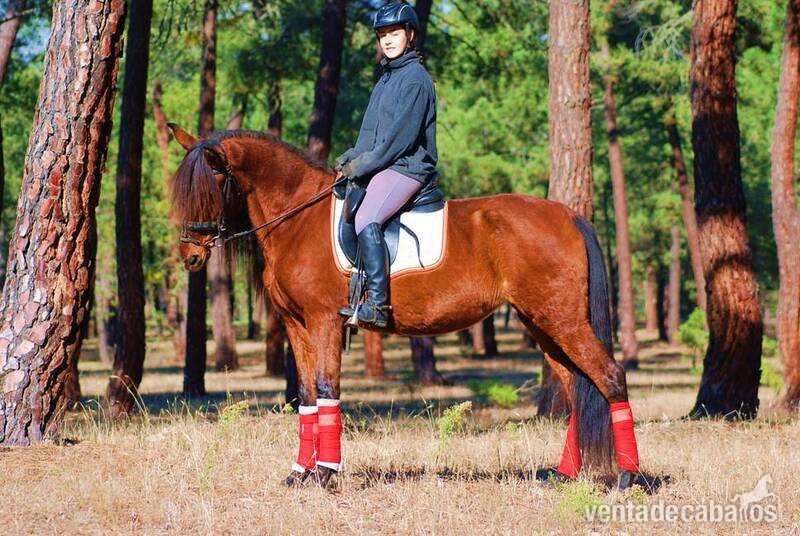 Caballos Pura Raza Española (P.R.E.) Pura Raza Española - SUPER NICE & CUTE PRE MARE  - IMPRESSIVE BLOODLINESYAD JARANA is a 8yo superhandsome PRE (Andalusian) registered (ANCCE) bay mare with huge mane and tail...she is a very nice family horse, have an amazing parent tree (sired by a TOP QUALITY Pedro Maza sta
