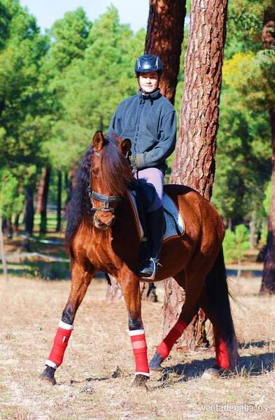 SUPER NICE & CUTE PRE MARE  - IMPRESSIVE BLOODLINESYAD JARANA is a 8yo superhandsome PRE (Andalusian) registered (ANCCE) bay mare with huge mane and tail...she is a very nice family horse, have an amazing parent tree (sired by a TOP QUALITY Pedro Maza sta - Caballos Pura Raza Española (P.R.E.) Pura Raza Española