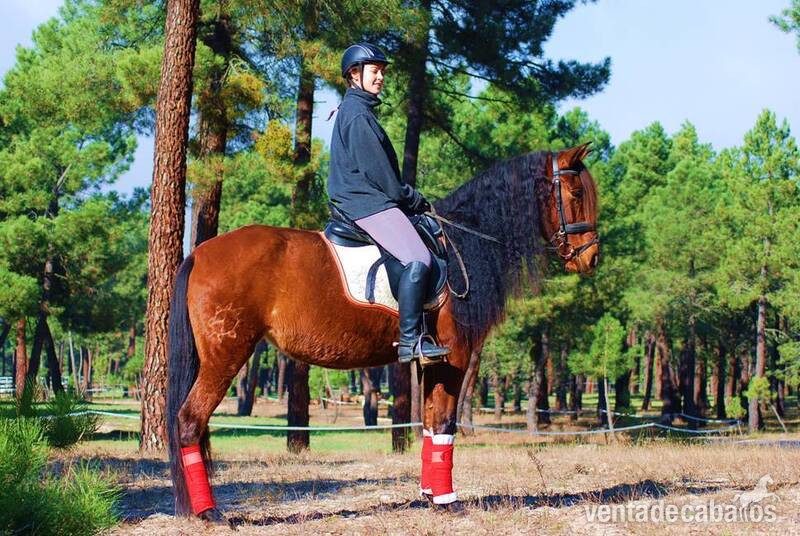 SUPER NICE & CUTE PRE MARE  - IMPRESSIVE BLOODLINESYAD JARANA is a 8yo superhandsome PRE (Andalusian) registered (ANCCE) bay mare with huge mane and tail...she is a very nice family horse, have an amazing parent tree (sired by a TOP QUALITY Pedro Maza sta - Pura Raza Española