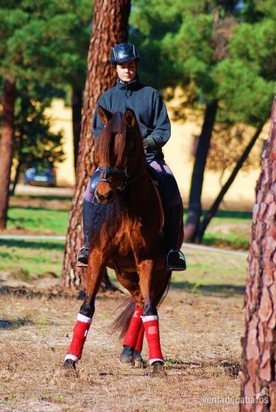 SUPER NICE & CUTE PRE MARE  - IMPRESSIVE BLOODLINESYAD JARANA is a 8yo superhandsome PRE (Andalusian) registered (ANCCE) bay mare with huge mane and tail...she is a very nice family horse, have an amazing parent tree (sired by a TOP QUALITY Pedro Maza sta - Caballos Pura Raza Española (P.R.E.)