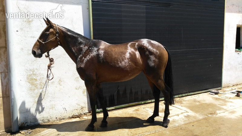 Se vende Yegua CDE in 