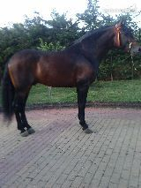SE VENDE O CAMBIO PRE CASTAÑO in 