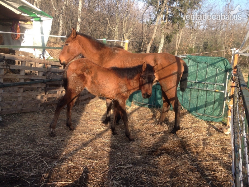 Cambio yegua y potra lusitana por caballo montado in 