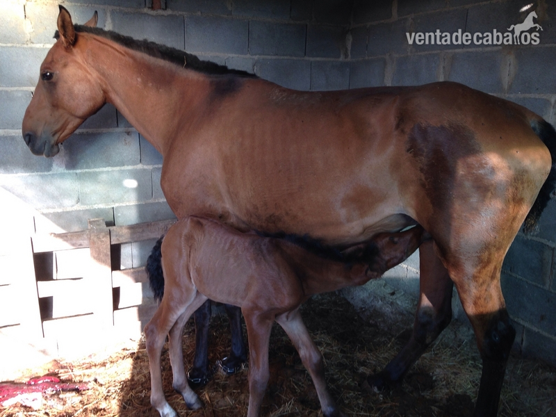 Lusitano {TYPE}
