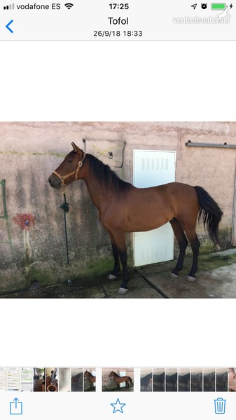 Vendo caballo PRE in 