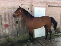 Vendo caballo PRE