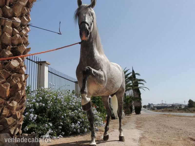 Caballos Pura Raza Española (P.R.E.) Pura Raza Española - ESPECTACULAR PRE TORDO!!!