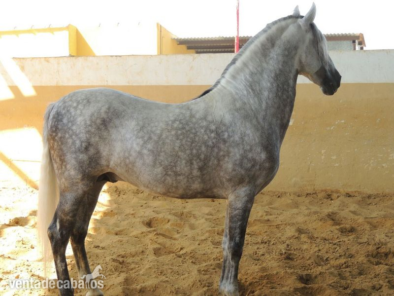 ESPECTACULAR PRE TORDO!!! - Caballos Pura Raza Española (P.R.E.) Pura Raza Española