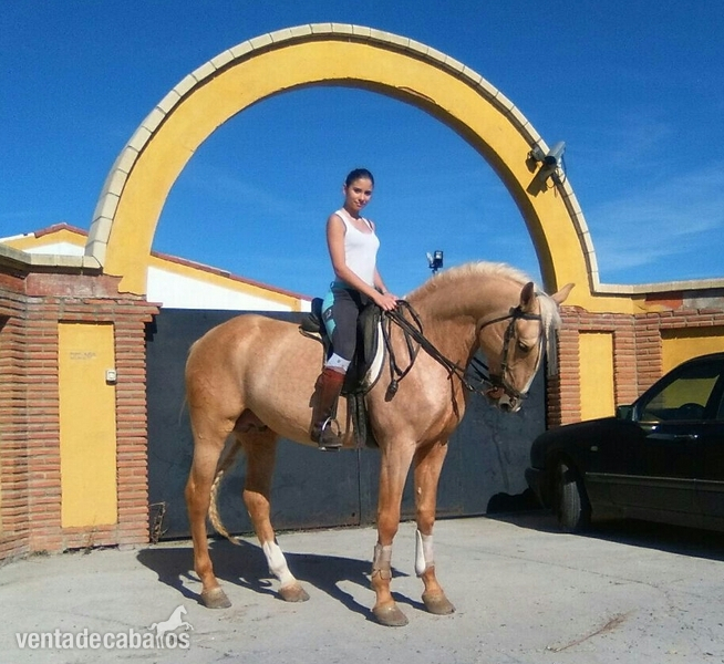 Vendo Caballo Perla in 