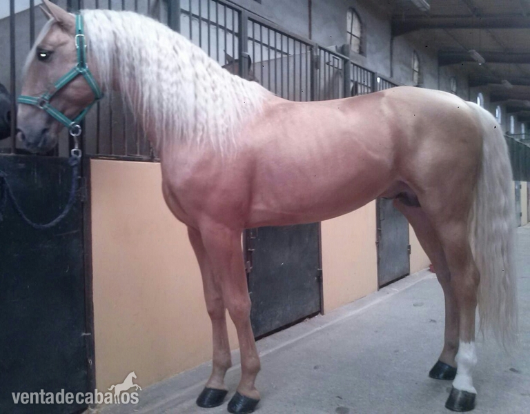 Lusitano