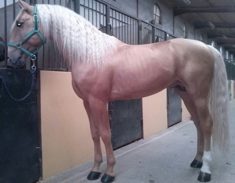 Lusitano