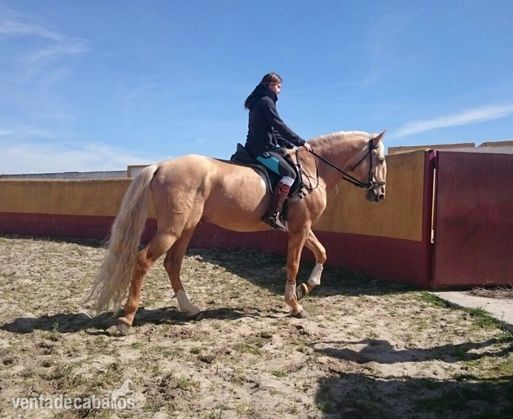 Lusitano {TYPE}