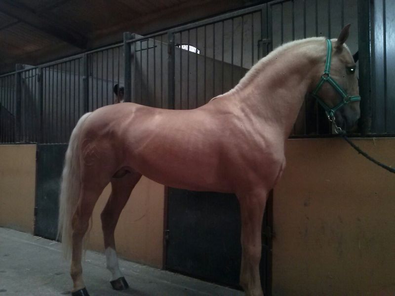 Caballos Enteros Lusitano - Vendo Caballo Perla