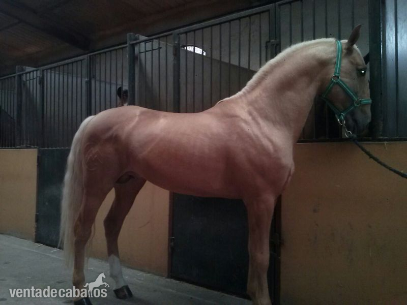 Caballos Enteros Lusitano - Vendo Caballo Perla