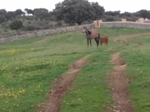 venta de potra hispano arabe