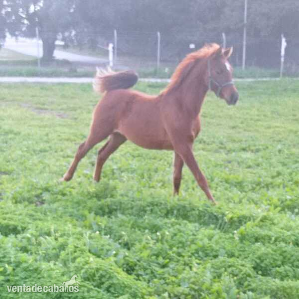 Caballos Árabes Arabe - POTRO ARABE CAPA ALAZANA