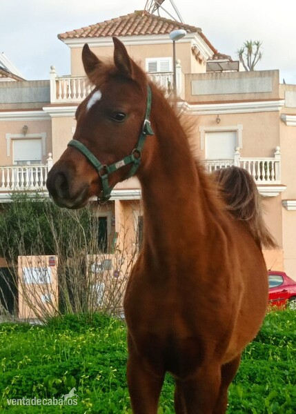 POTRO ARABE CAPA ALAZANA - Caballos Árabes Arabe