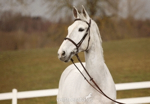 P.R.E- Cariñoso Caballo Castrado para la venta- €6.500 Euros in 