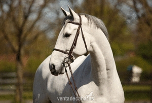 Andaluz {TYPE}