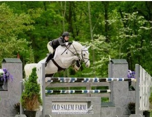 Caballos Pura Raza Española (P.R.E.) Andaluz - P.R.E- Cariñoso Caballo Castrado para la venta- €6.500 Euros