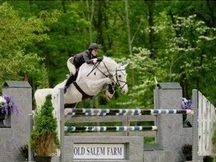 P.R.E- Cariñoso Caballo Castrado para la venta- €6.500 Euros