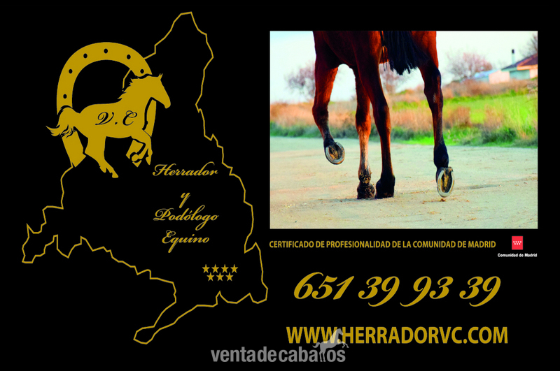 herrador y podologo equino in 