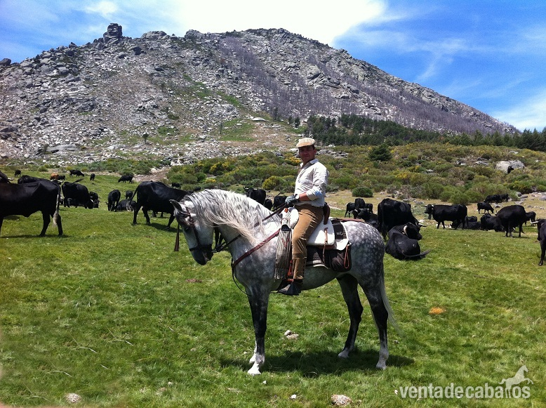 CABALLO PRE TORDO in 