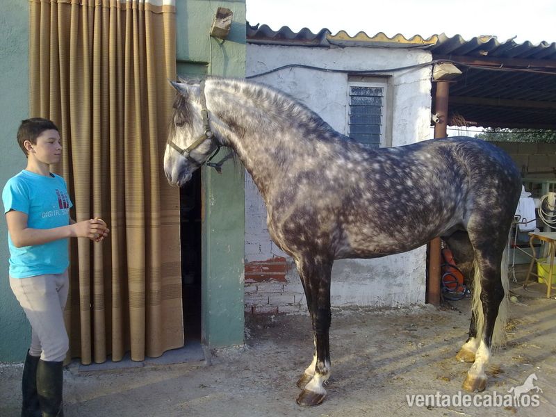 Caballo de Deporte Español (CDE)