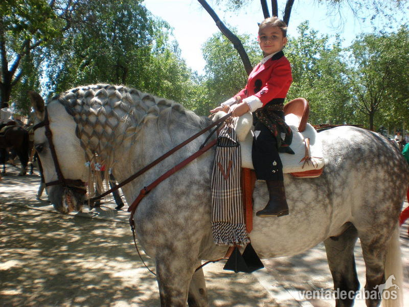 Caballo de Deporte Español (CDE) {TYPE}