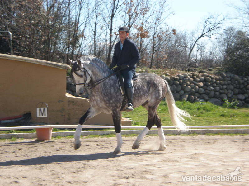 Caballos Pura Raza Española (P.R.E.) Caballo de Deporte Español (CDE) - CABALLO PRE TORDO