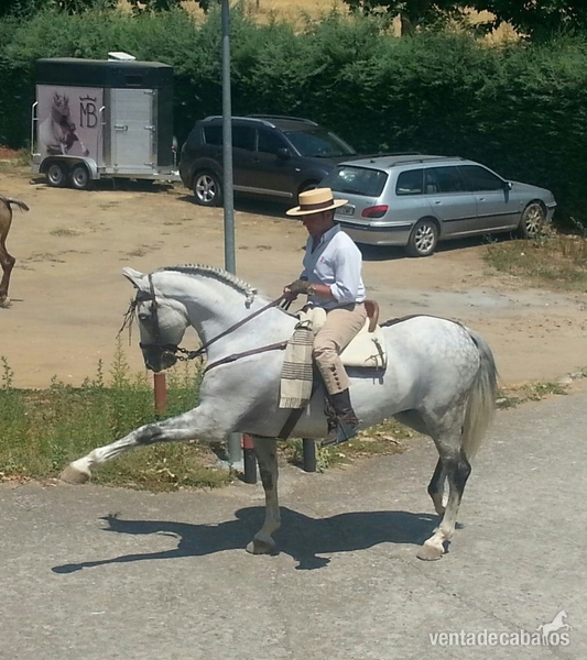 CABALLO PRE TORDO - Caballos Pura Raza Española (P.R.E.) Caballo de Deporte Español (CDE)