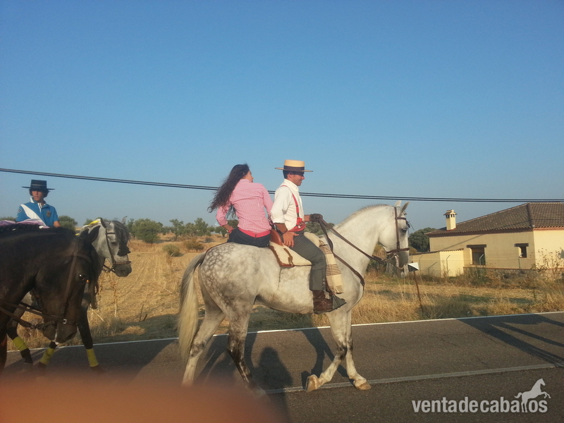 CABALLO PRE TORDO - Caballo de Deporte Español (CDE)