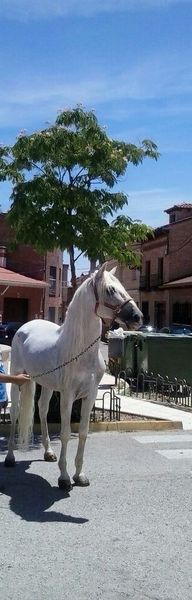 Macho PRE entero - Caballos Pura Raza Española (P.R.E.) Pura Raza Española