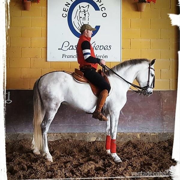 Cruzado {TYPE}
