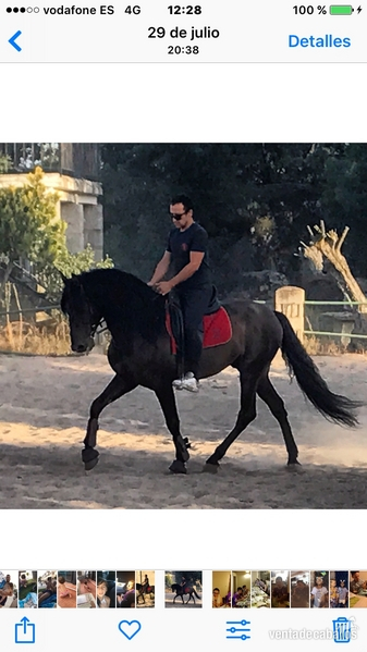 Caballos Pura Raza Española (P.R.E.) Pura Raza Española - De lo bueno lo mejor 