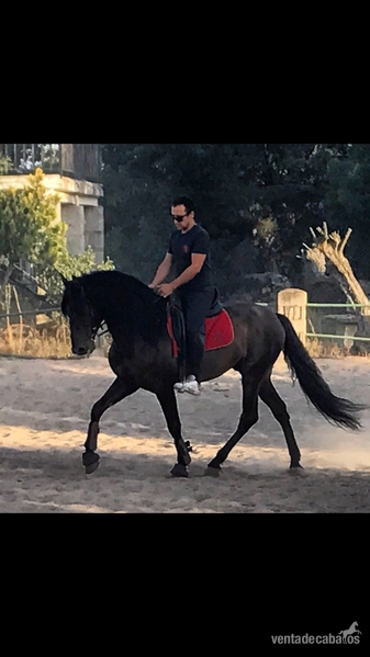 De lo bueno lo mejor  - Caballos Pura Raza Española (P.R.E.) Pura Raza Española