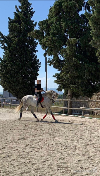 Caballo Pura Raza Español in 