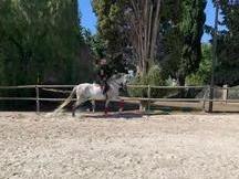 Caballo Pura Raza Español