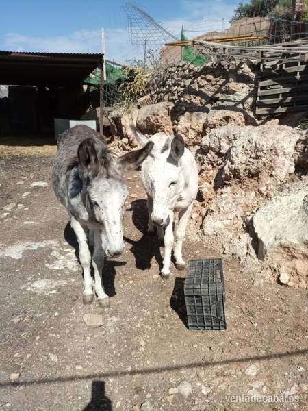 Venta de 2 burras - Burros in 