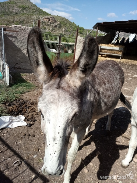 Venta de 2 burras - Burros