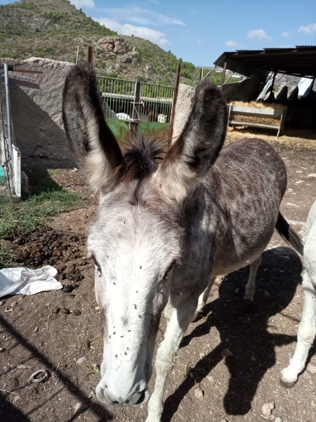 Venta de 2 burras - Burros