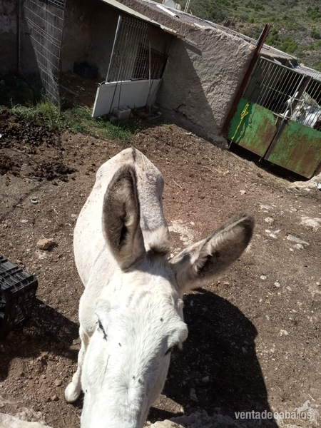 burra {TYPE}