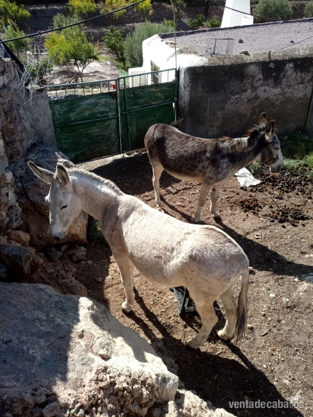 Burros burra - Venta de 2 burras
