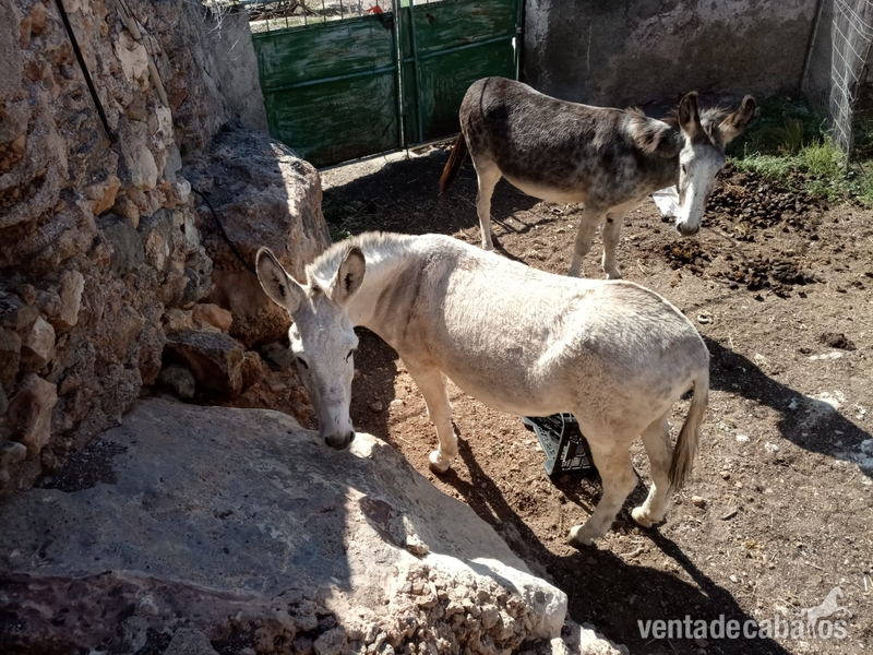 Venta de 2 burras - Burros burra