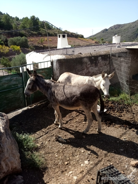 Venta de 2 burras - burra