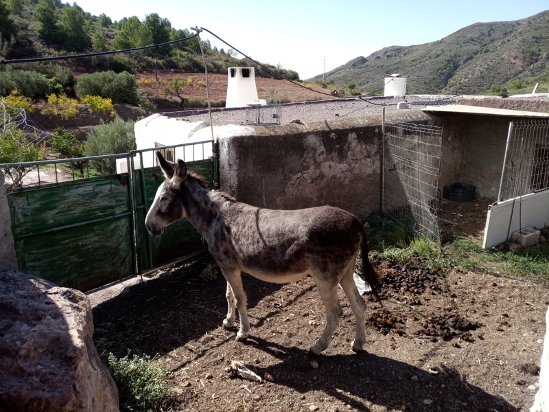 Venta de 2 burras - Burros
