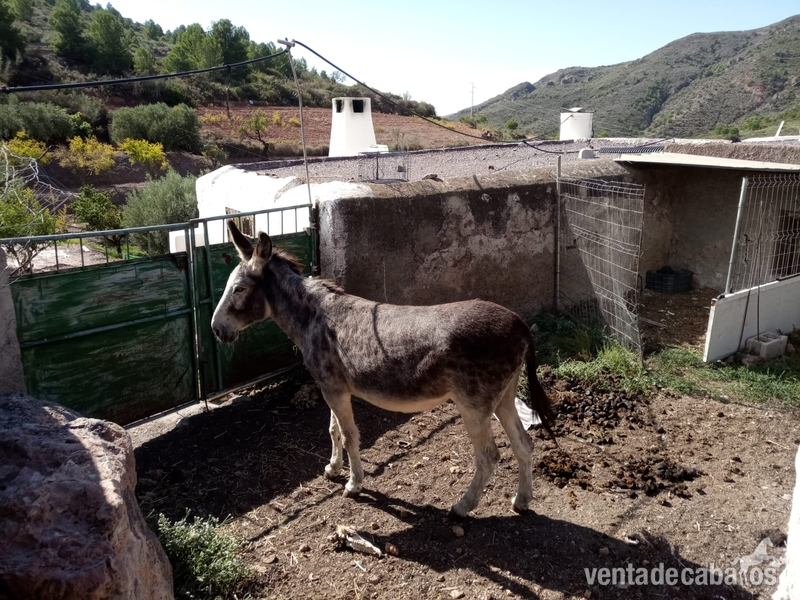 Venta de 2 burras - Burros